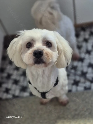 Lio   ein sanfter Senior auf der Suche nach einem Zuhause