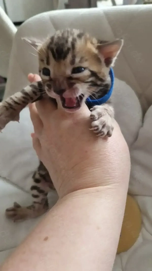 Bengal Kitten geboren 4.01.26