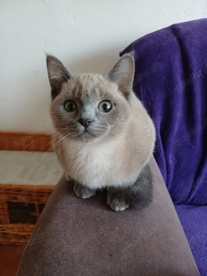 Tonkanese kitten. nur 1 jugs da.