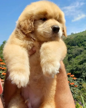 Wunderschöner Golden Retriever abzugeben. WhatsApp-Nachricht für schnelle Antwort: 01521 4307944