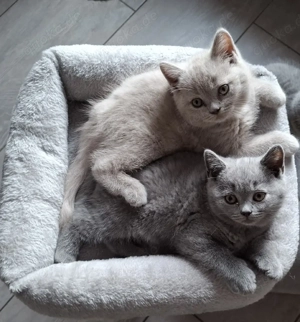 Wurfankündigung Süße BKH Britisch Kurzhaar Kitten in Lilac und Blue 