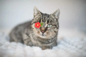 Uno Freundliche Piratin sucht Familie mit sicherem Hafen