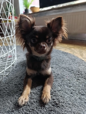 Chihuahua Rüde reinrassig sucht Deckerfahrung 