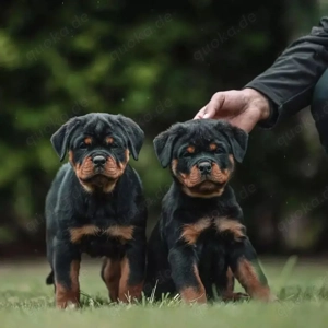 Süße Rottweilerwelpen