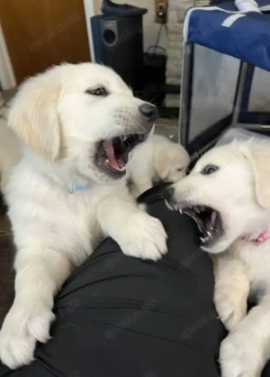 Niedliche, frische und bezaubernde Golden-Retriever-Welpen suchen ein liebevolles Zuhause. Meine Wha