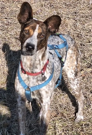 Suki die liebe kleine Podenca   wartet in München, tolle Anfängerhündin
