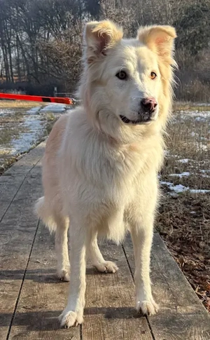 Snow der liebe Schmuser sucht sein Körbchen   in 82284