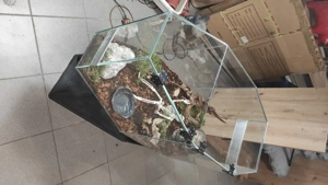Terrarium 