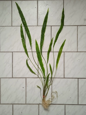 Genoppten Wasserkelch (Cryptocoryne balansae) ca. 70 bis 75 cm