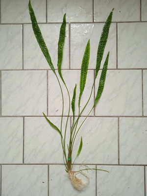 Genoppten Wasserkelch (Cryptocoryne balansae) ca. 65 bis 70 cm