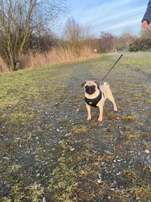 Mops welpen Mopswelpen(Update eine Hündin ist noch frei)