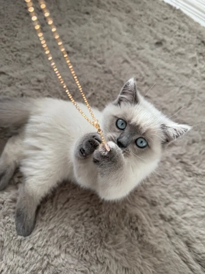 Bkh Blue Point Katze