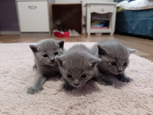 Reinrassige Russisch Blau Kitten   