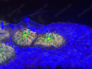 Fungia   Cycloseris Tricolor