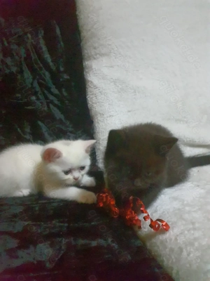 Reinrassige BKH Baby Kätzchen ( Black and White) 