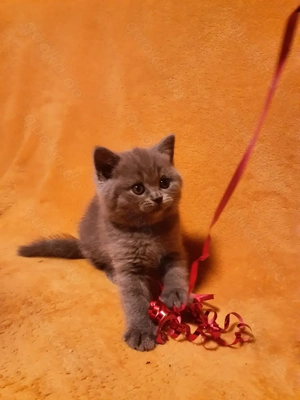 Reinrassige BKH Baby Kätzchen 