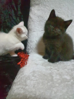 Reinrassige BKH Baby Kätzchen ( Black and White) 