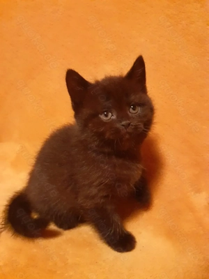 Reinrassige BKH Baby Kätzchen 