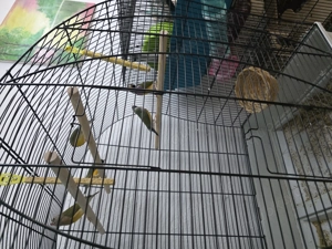 Gouldamadinen von 2025