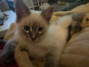 Maine Coon mix kitten 