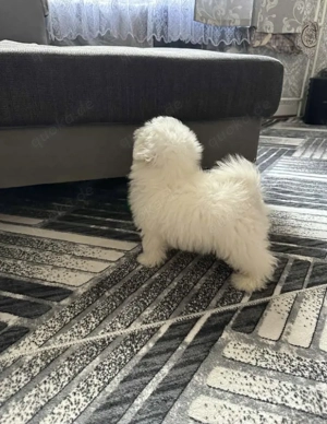 Zucker Malteserwelpe