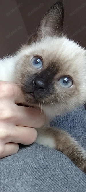 Zwei Siam Mädchen suchen ein liebevolles zu Hause 