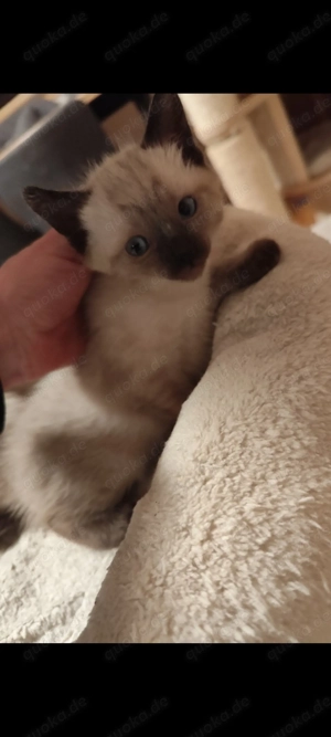 Siam zwei Mädchen auch ein liebevolles zu Hause 