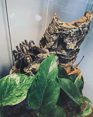 P.Metallica Weibchen