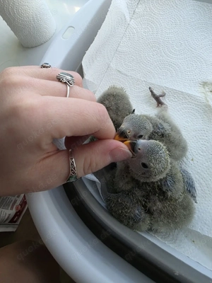 Rosenköpfchen (Agapornis roseicollis)  