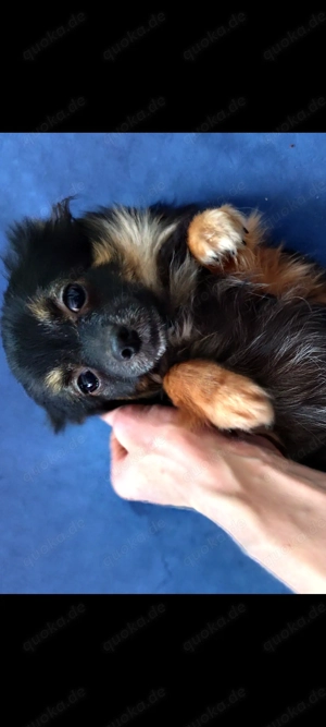 Pomchi Chihuahua Pomeranian