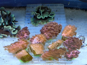 Korallen Ableger 