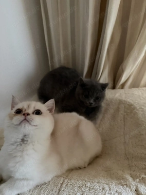 BKH Geschwister Mädchen Junge 