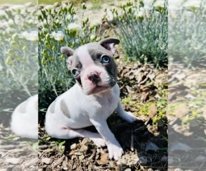  Boston Terrier Welpen suchen ein Zuhause 
