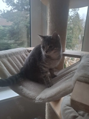 Europäisch Kurzhaar Main Coon Mix Katze