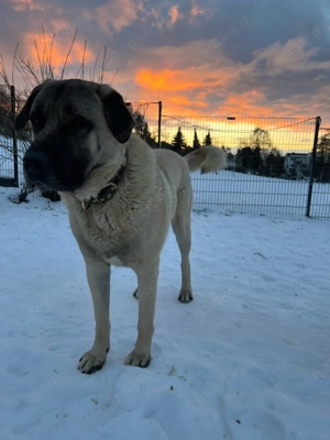 Kangal Rüde