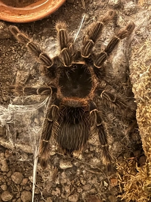 Tliltocatl vagans , lasiodora Parahybana , brachypelma hamorii weiblich 