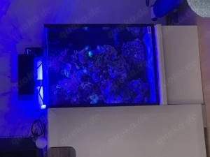 Meerwasser Aquarium komplett  Bild 4
