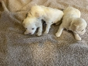 Hallo unsere Malteser Dame  hat am 26.12.25 3 süsse Welpen bekommen