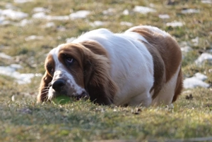 Süßes Basset Hound Mädchen 8 Monate alt abzugeben
