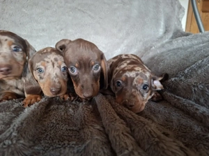 Zwergdackelwelpen 