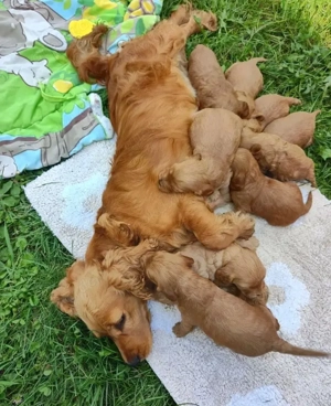 Cockapoo-Welpen  Bild 4