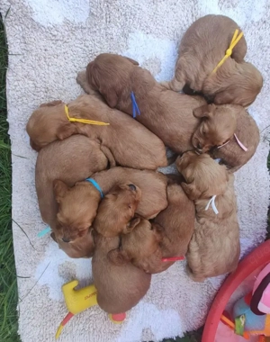 Cockapoo-Welpen  Bild 3