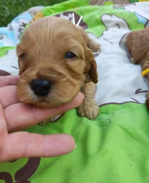 Cockapoo-Welpen  Bild 2