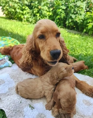 Cockapoo-Welpen  Bild 5