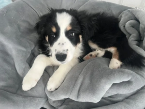 1 Australian Shepherd Welpe sucht ein Neues Zuhause. 13 Wochen Alt