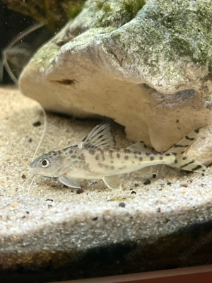 4x Engelantennenwels