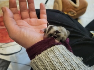 sugar glider 