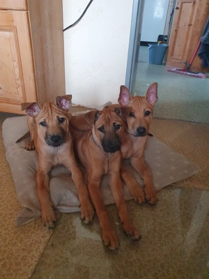 2 Phu Quoc Dog Rüden suchen ein liebevolles Zuhsusr