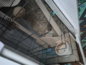 Rennmaus  mongolische wüstenrennmaus