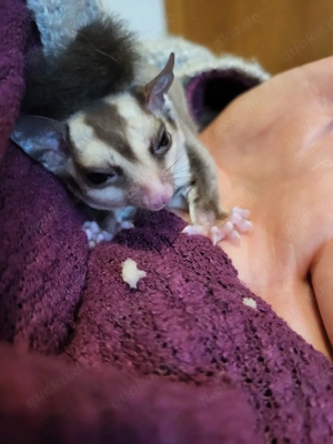 sugar glider 